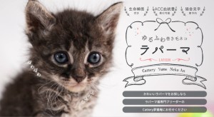 【ホームページ制作（スマホ対応）】Cattery夢猫庵 様ラパーマサイト